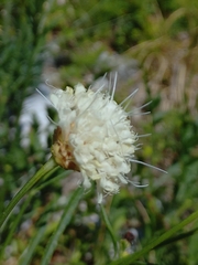 Cephalaria leucantha