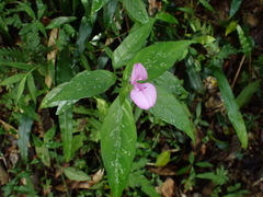 Dicliptera tinctoria