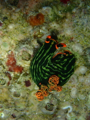 Nembrotha kubaryana