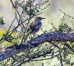 Oreoscoptes montanus
