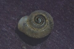 Vallonia costata