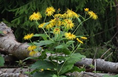 Inula magnifica