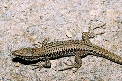 Podarcis muralis