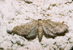 Idaea infirmaria