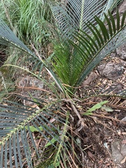 Macrozamia miquelii