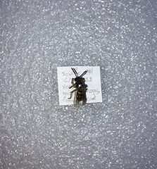Vespula