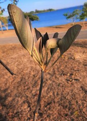 Handroanthus coronatus