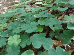 Oxalis acetosella
