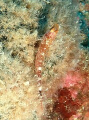 Tripterygion delaisi