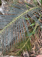 Macrozamia miquelii