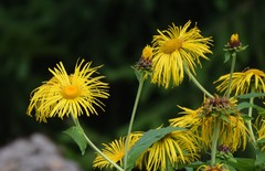 Inula magnifica