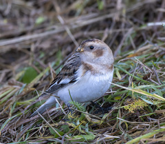 Plectrophenax nivalis