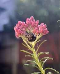 Harmonia testudinaria
