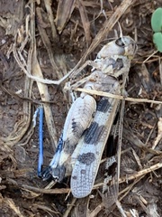 Encoptolophus costalis