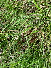 Tricoryne anceps