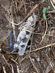 Encoptolophus costalis