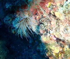 Cerianthus membranaceus