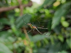 Leucauge decorata