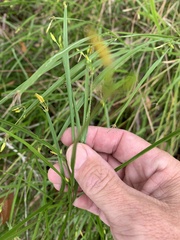 Tricoryne anceps