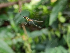 Leucauge decorata