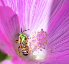 Agapostemon