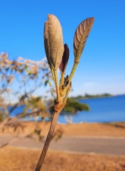Handroanthus coronatus