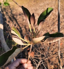 Handroanthus coronatus