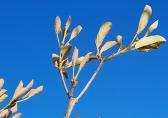 Handroanthus coronatus