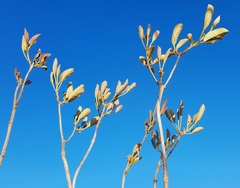 Handroanthus coronatus