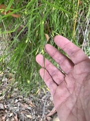 Tricoryne anceps