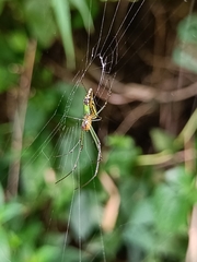 Leucauge decorata