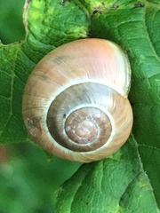 Cepaea