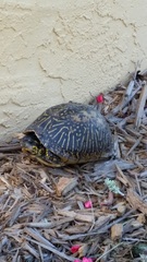 Terrapene carolina bauri