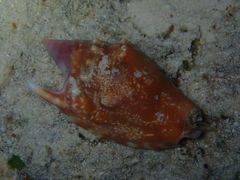 Euprotomus