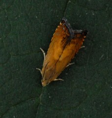 Pammene aurita