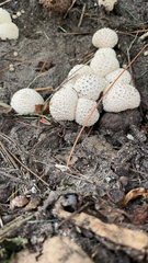 Lycoperdon marginatum