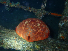 Culcita novaeguineae