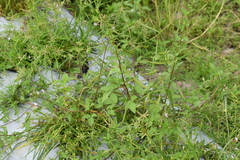 Cleome rutidosperma