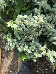 Pycnanthemum muticum