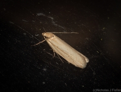 Oecophorinae