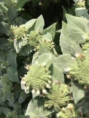 Pycnanthemum muticum