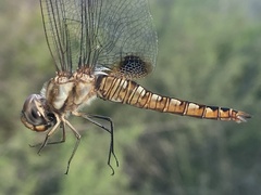 Pantala hymenaea