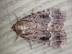 Amphipyra pyramidea