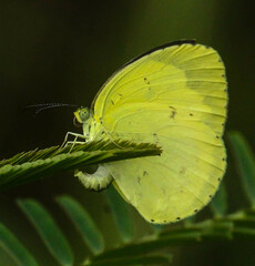 Eurema hecabe