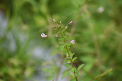 Cleome rutidosperma