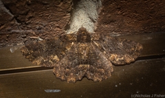 Paradromulia ambigua