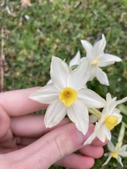 Narcissus tazetta