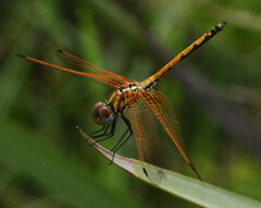 Trithemis arteriosa