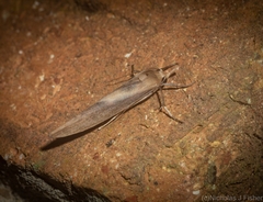 Calamidia hirta