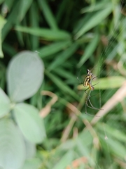 Leucauge decorata